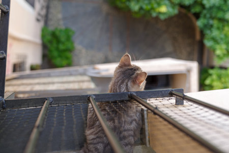 Gray male domestic cat looking through the balconyの写真素材