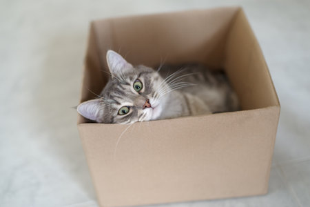 An adorable mackerel tabby cat relaxes inside a cardboard box at homeの写真素材