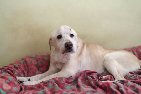 Senior Labrador dog 15 years old resting in home, lying on dog bed