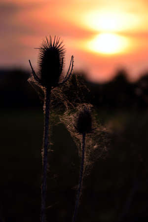Flowers at sunsetの写真素材
