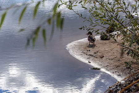 Wild ducks in a natural habitat. Water surface of a forest lake. River.の写真素材