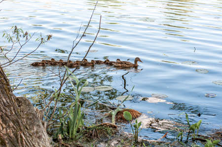 Wild ducks in a natural habitat. Wild duck with ducklings. Water surface of a forest lake. River.の写真素材