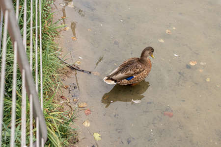 Wild ducks in a natural habitat. Water surface of a forest lake. River.の写真素材
