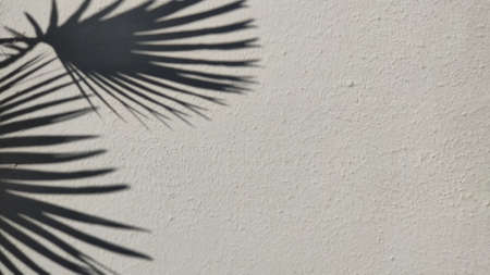 The shadow of a palm leaf on a concrete background. Summer holiday atmosphere.の写真素材
