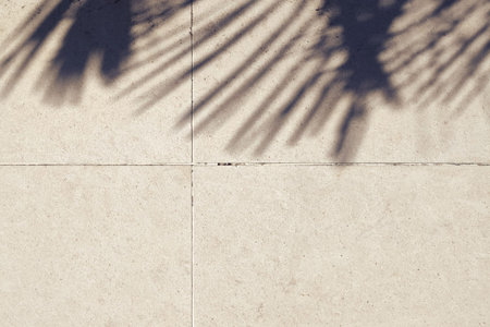The shadow of a palm leaf on a concrete background. Summer holiday atmosphere.の写真素材