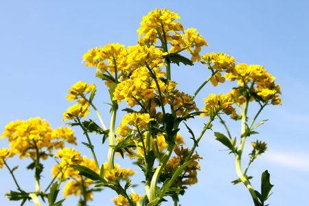 Barbareaの写真素材