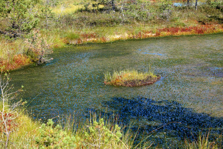Marsh