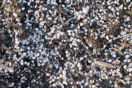 Shells, sea surf thrown up onto the shore