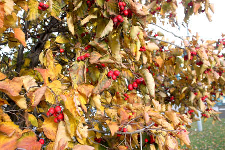 Hawthorn berries in the fall  の写真素材