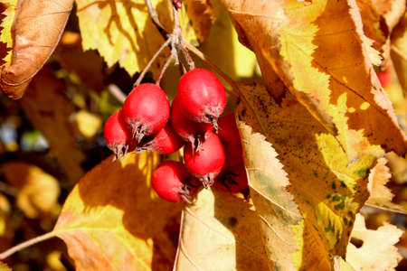 Hawthorn berries in the fall の写真素材