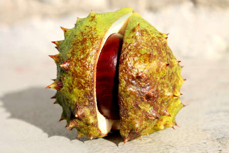 Mature fruit of chestnut  の写真素材