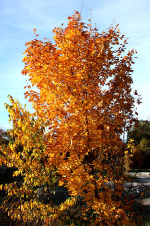 Autumn maple has a bright yellow colour   の写真素材