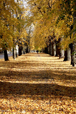 Alley in the Park covered with yellow leaves  の写真素材