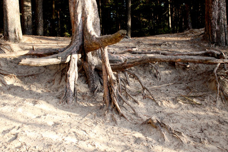 The exposed roots of a treeの写真素材