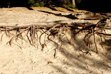 The roots of a treeの写真素材