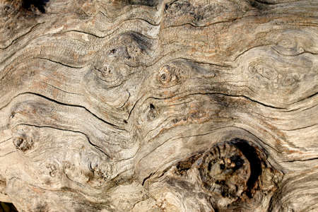   Dried fallen tree by the river の写真素材