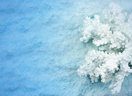 Blue Under water background with coralの写真素材