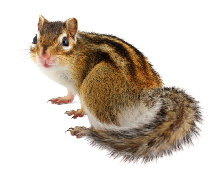 Chipmunk on white background の写真素材