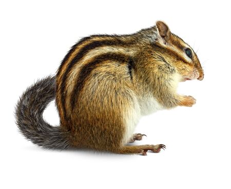 Chipmunk isolated on white background の写真素材