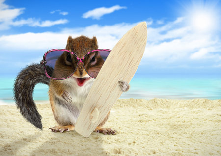 Funny animal squirrel with surfboard on the beachの写真素材