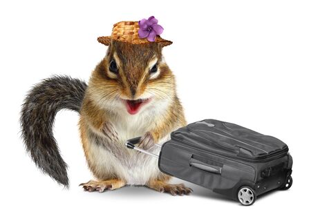 Funny traveler, animal chipmunk with suitcase isolated on whiteの写真素材