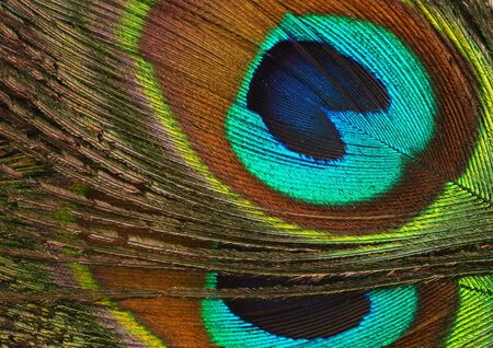 colourful peacock feather as backgroundの写真素材