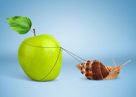 Snail pulling heavy apple, insistence conceptの写真素材