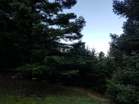 Deep in the forestの写真素材