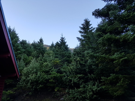 Wooden house in millions of treesの写真素材