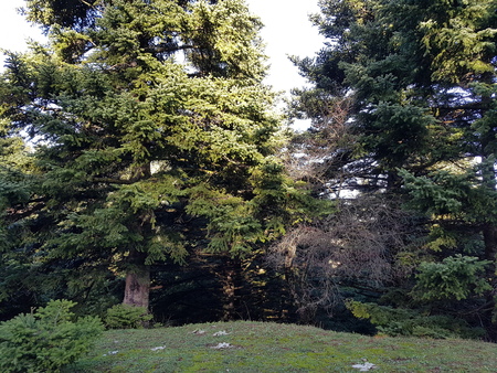 Big trees in greeceの写真素材