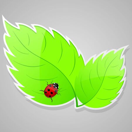Green leaves with ladybird  illustration のイラスト素材