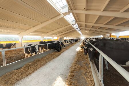 Cows on the farm eat strawの写真素材
