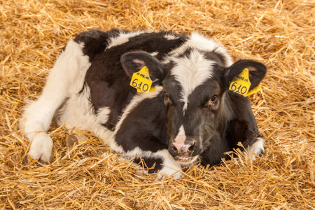 Calf on a farm in a strawの写真素材