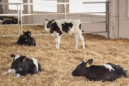 Calf on a farm in a strawの写真素材