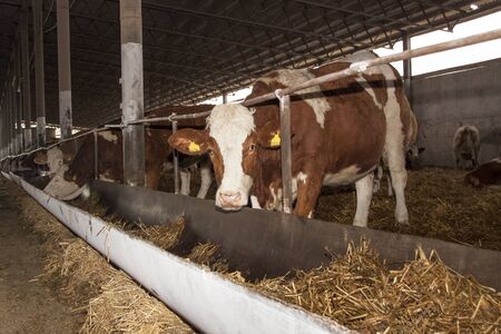 Cows on the farm eat strawの写真素材
