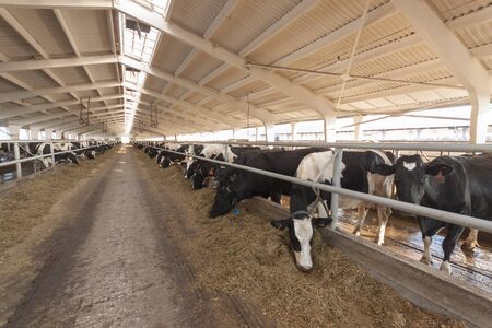 Cows on the farm eat strawの写真素材