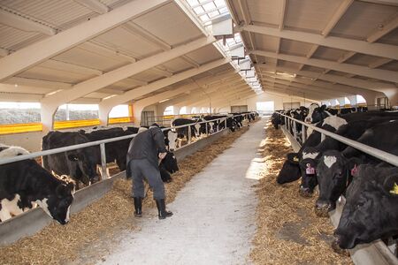 Cows on the farm eat strawの写真素材