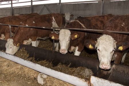 Cows on the farm eat strawの写真素材