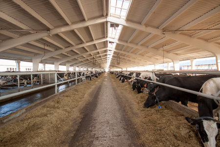 Cows on the farm eat straw