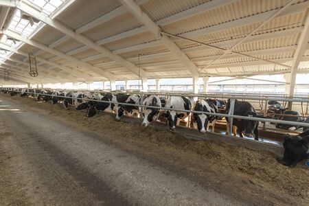 Cows on the farm eat strawの写真素材