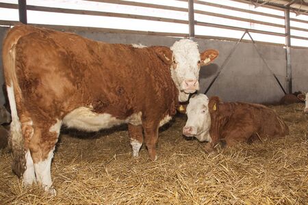 Cows on the farmの写真素材