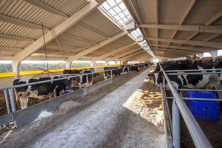 Cows on the farm eat strawの写真素材