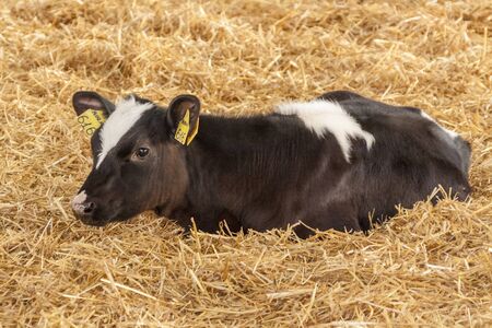 Calf on a farm in a strawの写真素材