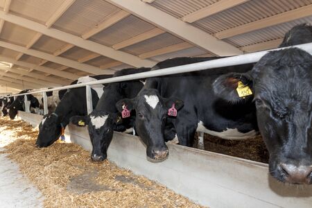 Cows on the farm eat strawの写真素材