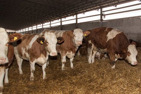 Cows on the farm eat strawの写真素材