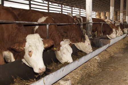 Cows on the farm eat strawの写真素材