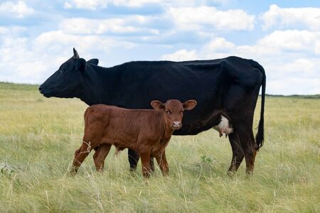 Cow with a calf on a green fieldの写真素材