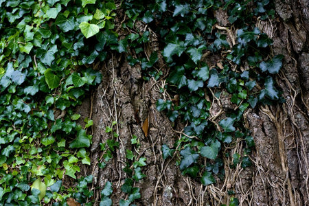 Bark with leafs.の写真素材