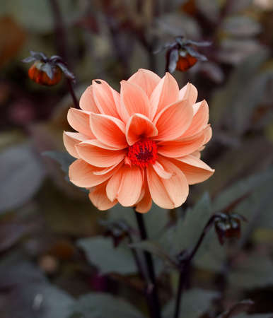 Flower.の写真素材