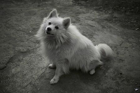 American Eskimo dog sits on the ground and looks at the toy and waitsの写真素材